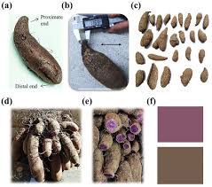 Image result for Dioscorea hirtiflora