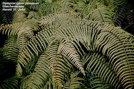 Image result for Gleicheniaceae