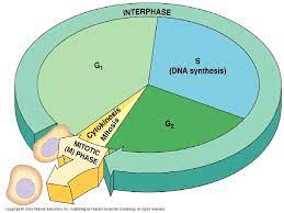 List the diagrams in order from first to last in the cell cycle. Chapter 12 The Cell Cycle Mitosis Mitosis Is