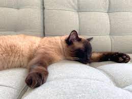 Ihre katze bringt für sie mäuse nach hause, weil es ihr natürlicher instinkt ist, dies zu tun. Unsere Katze Kam Nicht Nach Hause Mamaskind