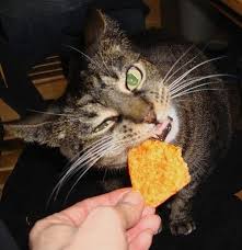 20 Cats Eating Human Food Human Food Cats Food Humor