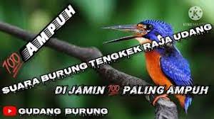 Suara Burung Tengkek Udang Di Jamin Paling Ampuh Mp3 Youtube