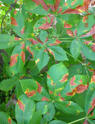 Image result for Eschenbachia gouanii