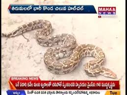 Dangerous Snake Python Hulchul In Tirumala Mahaa Telugu News Youtube