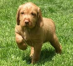 The wirehaired vizsla, is a dog breed originating in hungary. Our Dream Puppy Hungarian Wire Haired Vizsla Vizsla Wirehaired Vizsla Dog Breeds
