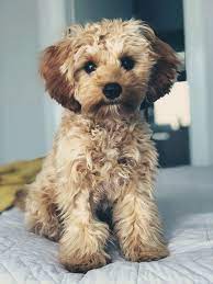 Cavoodle Cavapoo Teddy Bear Dog Follow On Insta Cavoodlemurphy Teddy Bear Dog Bear Puppy Cavapoo Dogs