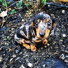 Cute Tri Colored Dachshund Dapple Dachshund Dachshund Puppies Cute Animals