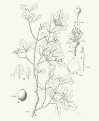 Image result for Memecylon sp. D