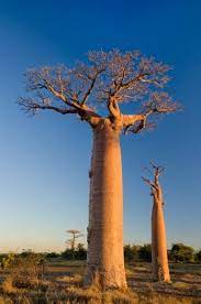5 Of The World S Most Amazing Tree Species Baobab Tree Baobab Trees To Plant