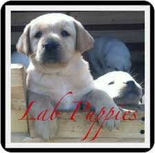 Explore 65 listings for field labrador puppies for sale at best prices. Escondido Ca Labrador Retriever Meet Akc Ckc Lab Puppies A Pet For Adoption