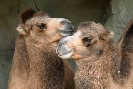 But uglier yet is the hump we get from having too. Brookfield Zoo On Twitter What Do You Call A Camel With 1 Hump Dromedary What Do You Call A Camel With 2 Humps Bactrian What Do You Call A Camel With Three