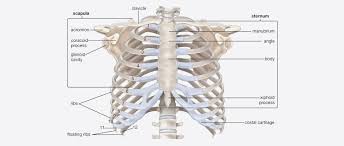 We did not find results for: Getting To The Bottom Of Rib Cage Pain Nydnrehab Com