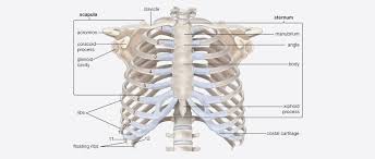 Explore how exactly your eyes help you see the world around you. Getting To The Bottom Of Rib Cage Pain Nydnrehab Com