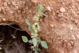 Image result for Droguetia iners