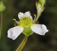 Image result for Alismataceae