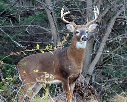 Njdep Division Of Fish Wildlife White Tailed Deer In New