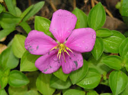 Image result for Heterotis decumbens