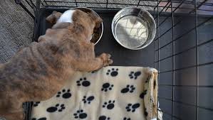 If you have a french bulldog, training can be a mixed bag. How To Housetrain Your Puppy Steps To Take Mistakes To Avoid Dogtime