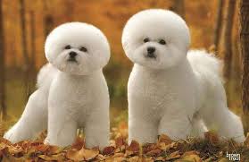 Bichon Frise Fiyatlari Bichon Ozellikleri Satilik Bichon Frise Yavrulari