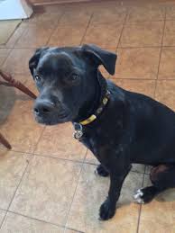 Black And Brown Pitbull Mix Black Lab Pitbull Labrabull Pitador Bruins Pitbull Lab Mix Pitbull Mix Puppies