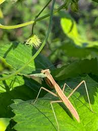 カマキリの赤ちゃん Nakazawa Tazuko