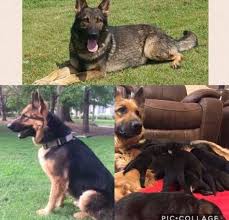 We have 6 ladies and 1 male continuing to be from this litter. German Shepherd Dog Puppy For Sale In Senoia Ga Adn 28283 On Puppyfinder Com Gender Male Age German Shepherd Puppies German Shepherd Dogs Puppies For Sale