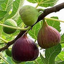 1), and finally to be planted within the patch. Fig Tree Anjeer Fruit Common Fig Fruit Plant Mangomeadows Best Nursery In Plants In Kerala