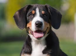 Nd lamb & ancestral mini breed. Farmina N D Prime Dog Food Review Dog Food Advisor