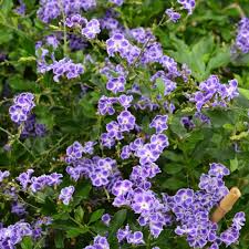 Image result for Duranta erecta