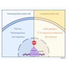 Bife empanado com purê de batata ao forno. Gata2 As A Crucial Regulator Of Stem Cells In Adult Hematopoiesis And Acute Myeloid Leukemia Sciencedirect