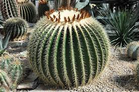 The difference lies in the small round area watering your cactus in cold temperatures can damage or kill your plant, because the stored water. How To Grow Golden Barrel Cactus Golden Barrel Cactus Cactus Cactus Flower