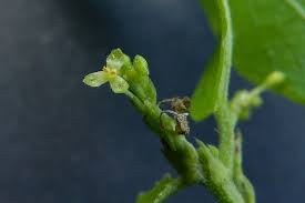 Image result for Tragia rupestris