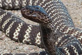 Listen to zebracobra | soundcloud is an audio platform that lets you listen to what you love and share the sounds you create. Western Barred Spitting Cobra Snake African Reptile Venom