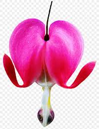 These three colors are bright and vary in several different shades. Asian Bleeding Heart Dicentra Bicuculline Flower Seed Png 861x1123px Asian Bleedingheart Art Color Dicentra Flower Download