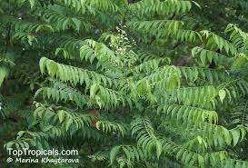 Image result for Clausena