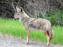 As chancellor and leader of the cdu i'm politically responsible for everything, for successes and for failures, she said. Geotripper Mrs Geotripper Faces Down The Wolf Musings On The Canids Of The Great Valley
