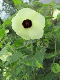 Image result for Hibiscus vitifolius
