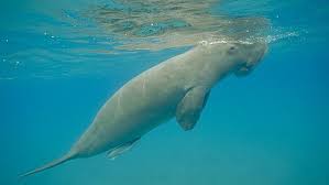 Discovery of a large population of dugongs off brisbane, australia. Dugong Deaths On Par With Whales Australia The Ocean Update