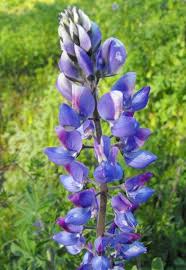 Arroyo Lupine Flower Seeds Lupine Flowers Purple Plants
