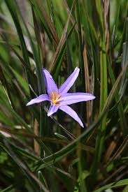 Image result for Xerophyta pauciramosa