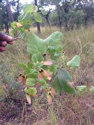 Image result for Sphedamnocarpus pruriens