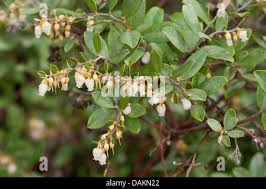 Image result for Chamaeclitandra