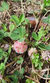 Image result for Trifolium polystachyum