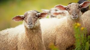 نتیجه جستجوی لغت [flock] در گوگل