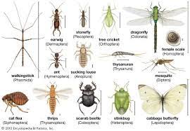 Insect Definition Facts Classification Insects Insects Names Are Insects Animals