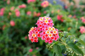 11 Types Of Lantana Flowers For Your Garden Lantana Lantana Plant Flowers For You