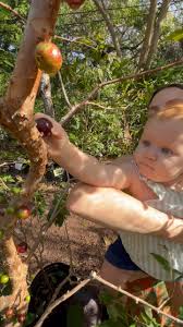 Image result for Landolphia owariensis