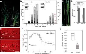10 questions about shikamaru, answered. Apetala2 Control Of Barley Internode Elongation Abstract Europe Pmc