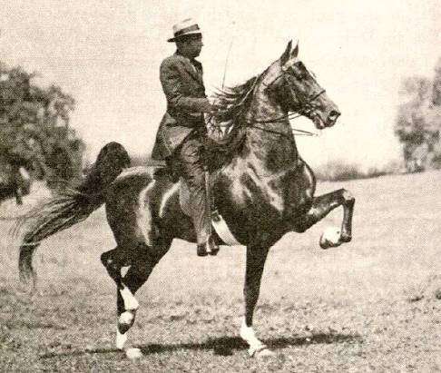 Wing Commander (horse) - Wikipedia