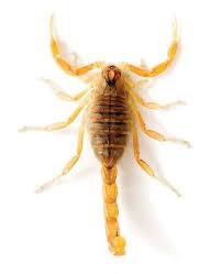 Armor knows where to find them. Armor Pest Defense Armorpestdefens Profile Pinterest
